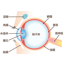 網膜硝子体疾患