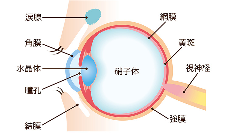 網膜硝子体手術